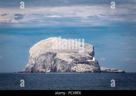 Tausende von Tölpeln um sonnenbeschienene Bass Rock, East Lothian, Schottland fliegen Stockfoto