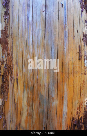 Nahaufnahme von einem Baumstamm, wo die Rinde entfernt wurde, ideal für den Einsatz als Hintergrund - Johannes Gollop Stockfoto