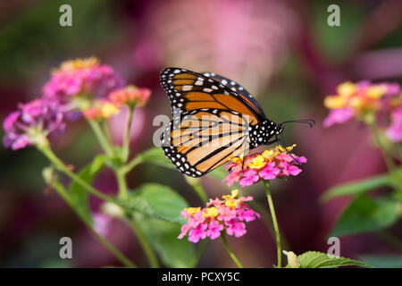 Ein monarch butterfly Feeds auf einige Lantana Blüten bei Rosetta McClain Gärten in Scarborough, Ontario. Stockfoto