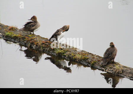 Drei hooded merganser weiblichen Enten sitzen auf einem Log in einem Teich mit ihrem Spiegelbild im Wasser. Stockfoto
