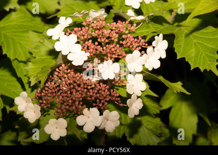 Sargent Viburnum (Viburnum Sargentii) Stockfoto