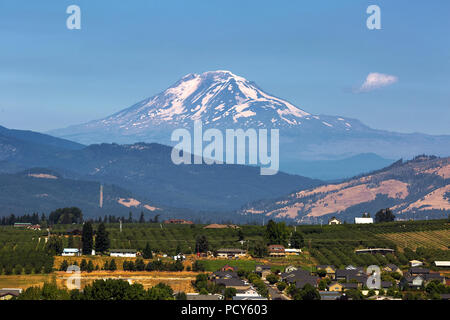 Mount Adams über Hood River Valley Obstgärten in Oregon auf einem klaren blauen Himmel sonnigen Tag Stockfoto