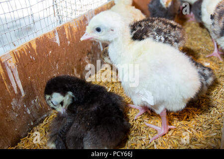 New Born Baby Truthähne sind in großen Inkubatoren in Bibinje, Dhaka, Bangladesch. schraffiert Stockfoto