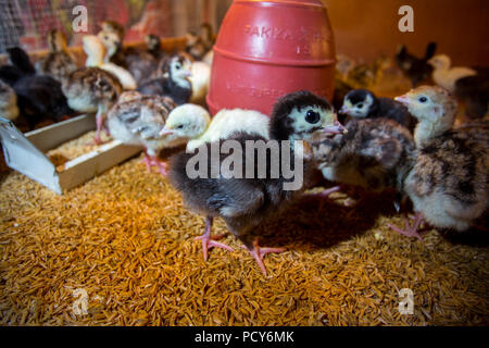 New Born Baby Truthähne sind in großen Inkubatoren in Bibinje, Dhaka, Bangladesch. schraffiert Stockfoto