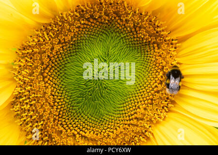 Helianthus annuus. Bombus lucorum. Hummel auf Sonnenblume Stockfoto