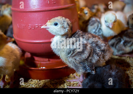 New Born Baby Truthähne sind in großen Inkubatoren in Bibinje, Dhaka, Bangladesch. schraffiert Stockfoto