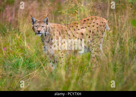 Eurasischen Luchs zu Fuß in das Gras im Sommer Stockfoto