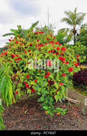 Achiote oder urucum Strauch Bixa Orellana - mit roten Früchten in Clustern: spiky, rot-braune Samenkapseln in weichen Stacheln Samen im Inneren th Durchführung abgedeckt Stockfoto