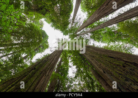 Die Unterseite der riesigen Redwood Sequoia Bäume in Kalifornien, USA Stockfoto