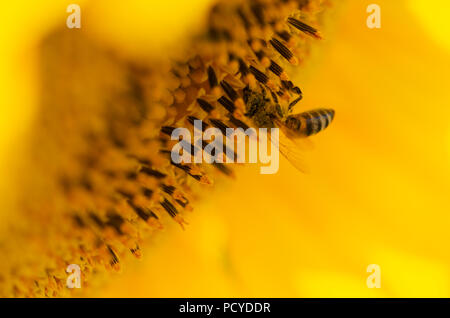 Biene auf eine Sonnenblume im Sommer. Stockfoto
