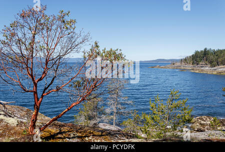 Ein einsamer Arbutus Baum mit charakteristischen roten abblätternde Rinde steht in der Nähe ein paar kümmerlichen Nadelbäume auf einer Klippe am Meer (Sunshine Coast BC'). Stockfoto