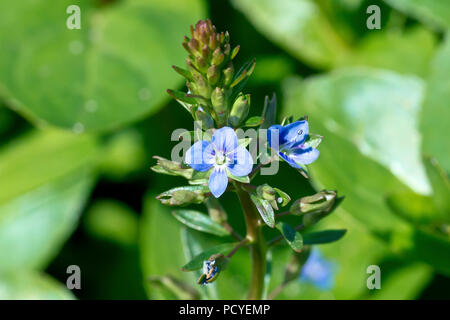 Brooklime (Veronica beccabunga), in der Nähe einer einzelnen Blüte Spike. Stockfoto