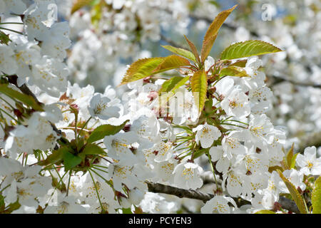 Wild Cherry Blossom (prunus avium), eine Nahaufnahme mit einem einzigen Blütenspray unter vielen anderen. Stockfoto