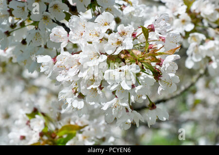 Wild Cherry Blossom (prunus avium), eine Nahaufnahme, die sich auf einen einzigen Blütenstrahl am Ende eines Astes konzentriert. Stockfoto