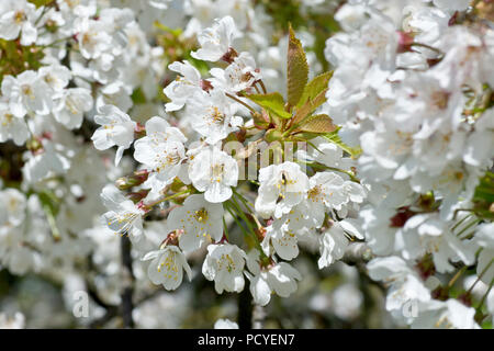 Wild Cherry Blossom (prunus avium), eine Nahaufnahme mit einem einzigen Blütenspray unter vielen anderen. Stockfoto