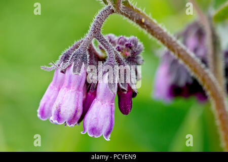 Beinwell, wahrscheinlich die Hybridart Russischer Beinwell (symphytum x uplidicum), Nahaufnahme eines einzelnen Blütenkopfes. Stockfoto