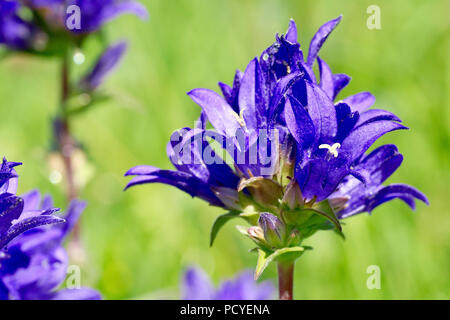 Clustered Glockenblume (Campanula glomerata), Nahaufnahme einer Blüte von vielen. Stockfoto