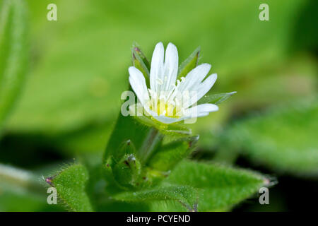 Gemeinsame Vogelmiere (Cerastium fontanum), auch als Maus - Ohr Vogelmiere bekannt, eine Nahaufnahme von einer einzigen Blume. Stockfoto