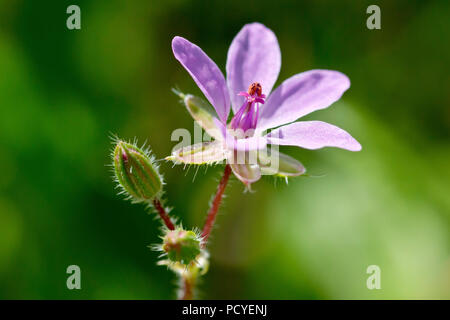 Gemeinsame (Erodium cicutarium Storksbill), Nahaufnahme, wie eine einzelne Blume mit Knospen. Stockfoto