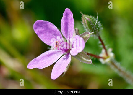 Gemeinsame (Erodium cicutarium Storksbill), Nahaufnahme, wie eine einzelne Blume mit der Knospe. Stockfoto