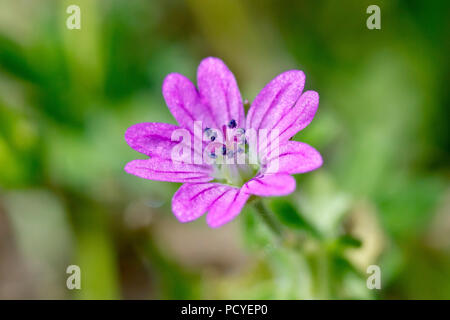 Dovesfoot Cranesbill (Geranium molle), Nahaufnahme, wie eine einzelne Blume mit geringer Tiefenschärfe. Stockfoto