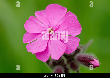 Red Campion (silene dioica), Nahaufnahme der einzelnen Blume mit der Knospe. Dies ist der männlichen Blüte. Stockfoto