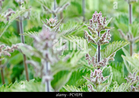 Brennnessel (Urtica dioica), auch bekannt als Brennnessel, in der Nähe von einer einzigen Blume Leiter von vielen. Stockfoto