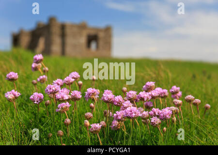 Sparsamkeit (Ameria Maritima), ansonsten wie Meer Pinks bekannte, wachsen auf Burgh Island in Devon Stockfoto