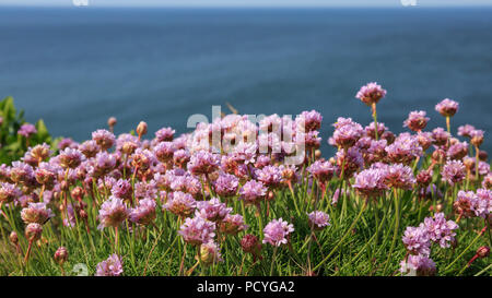 Sparsamkeit (Ameria Maritima), ansonsten wie Meer Pinks bekannte, wachsen auf Burgh Island in Devon Stockfoto