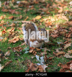 Ein graues Eichhörnchen (sciurus Carolinensis) im herbstlichen Wurf im Regent's Park, London Stockfoto