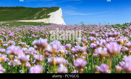 Ein rosa Teppich von Sparsamkeit (Ameria Maritima) auf den Klippen oberhalb Seaford, an der Küste von Sussex, mit der höchste Punkt von Seaford Kopf hinter Stockfoto