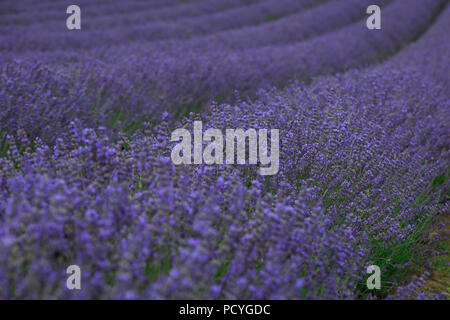 Reihen von Lavendel in voller Blüte an einem Lavender Farm Stockfoto