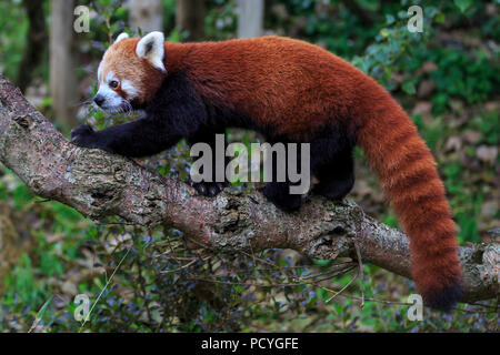 Ein kleiner Panda (Ailurus Fulgens) an Newquay Zoo, Newquay, Cornwall Stockfoto
