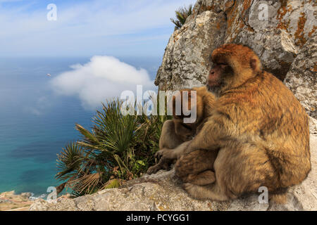 Die ikonischen Barbary Macaques (Macaca Sylvanus), die auf dem britischen Überseegebiet von Gibraltar, die nur wilde Affen, die in Europa leben Stockfoto