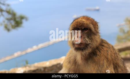 Die ikonischen Barbary Macaques (Macaca Sylvanus), die auf dem britischen Überseegebiet von Gibraltar, die nur wilde Affen, die in Europa leben Stockfoto