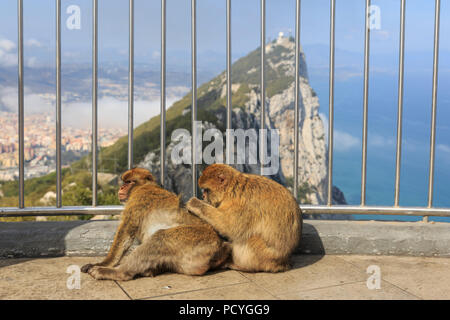 Die ikonischen Barbary Macaques (Macaca Sylvanus), die auf dem britischen Überseegebiet von Gibraltar, die nur wilde Affen, die in Europa leben Stockfoto