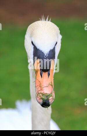 Ein weißer Höckerschwan (Cygnus olor) in Bletchley Park Stockfoto