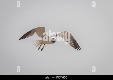 Lachend Gull (Leucophaeus Atricilla) im Flug Stockfoto