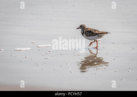 Ruddy Turnstone (Arenaria interpres) auf einem Strand Bei Padre Island National Seashore, Corpus Christi, TX, USA Stockfoto