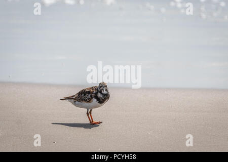 Ruddy Turnstone (Arenaria interpres) auf einem Strand Bei Padre Island National Seashore, Corpus Christi, TX, USA Stockfoto