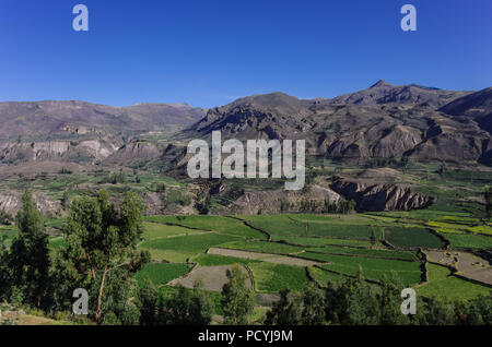 Colca Canyon Panorama, Peru, Südamerika. Inkas landwirtschaftlichen Terrassen zu errichten. Stockfoto