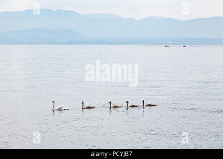 Schwan Familie: Mutter und vier junge Babys am Genfer See (Genfer See) in der Nähe von Morges, La Cote Region Waadt, Schweiz am schönen sonnigen Sommertag Stockfoto