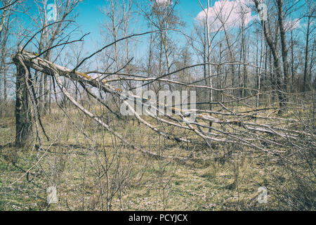 Baumstamm vom starken Wind gebrochen Stockfoto