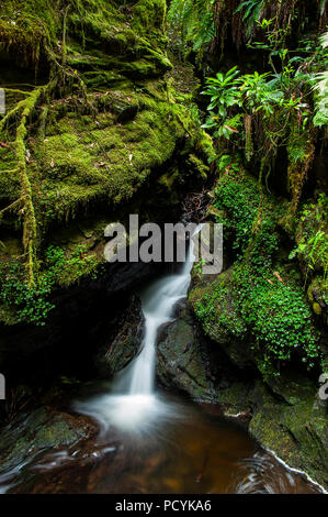 Puck's Glen Wasserfälle, Argyll Forest Park, Schottland Stockfoto