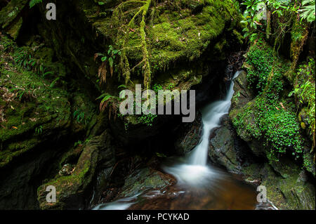 Puck's Glen Wasserfälle, Argyll Forest Park, Schottland Stockfoto