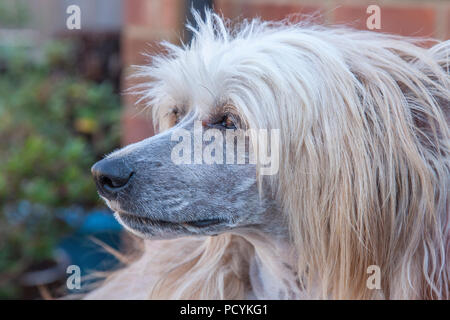 Chinese Crested Powderpuff protrait, Northampton, Großbritannien. Stockfoto