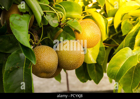 Zweig mit vielen Pyrus pyrifolia oder Nashi wächst im Baum. Eine seltene Art von Pear native nach Ostasien. Outdoor tag Szene mit Sonnenlicht bei Sonnenuntergang. Stockfoto