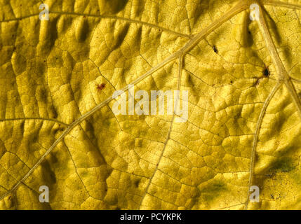 Nahaufnahme eines vergilbten Herbst Blätter mit feiner Struktur Detail Stockfoto