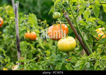 Tomaten werden auf einem Zweig singen. Landwirtschaft Stockfoto