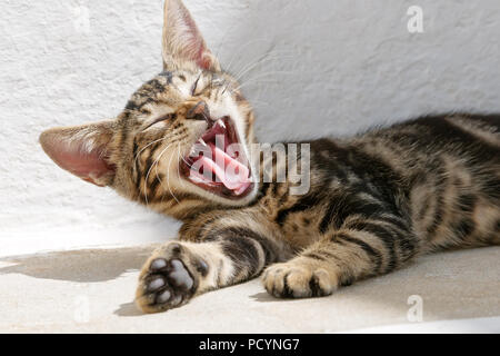 Cute müde Katze Kätzchen, braun Tabby, ruht entspannt auf eine weiße Wand, und hat eine gute Gähnen mit Mund weit geöffnet, die Zunge heraus, griechische Insel Stockfoto